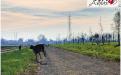 Pet's Amore; cani; Vettabbia